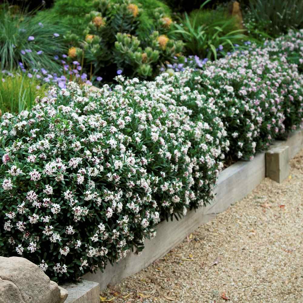 Daphne Perfume Princess, Printesa parfumului, cel mai parfumat arbust din lume, flori roz-pal