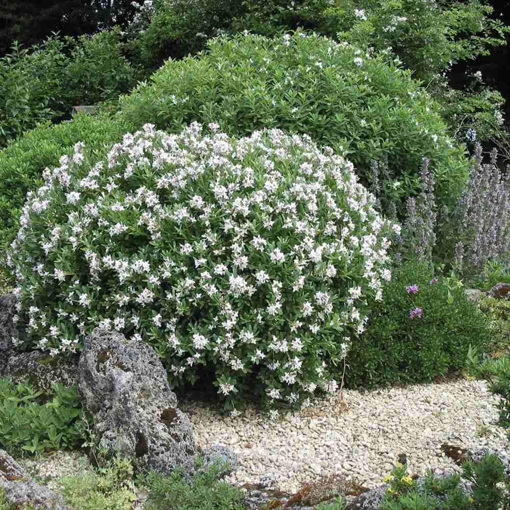 Daphne Perfume Princess, Printesa parfumului, cel mai parfumat arbust din lume, flori roz-pal