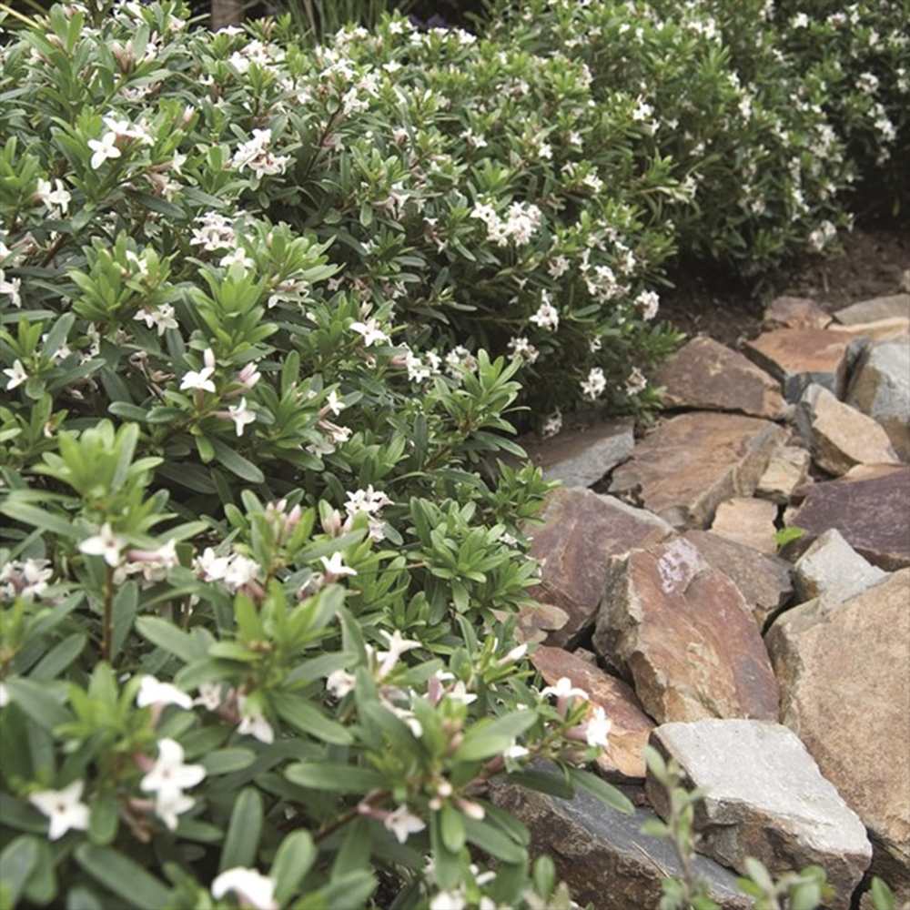 Daphne Perfume Princess, Printesa parfumului, cel mai parfumat arbust din lume, flori roz-pal