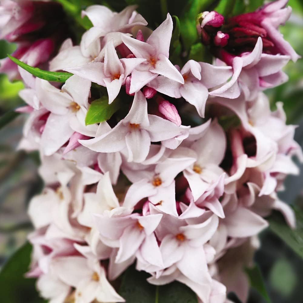 Daphne Perfume Princess, Printesa parfumului, cel mai parfumat arbust din lume, flori roz-pal