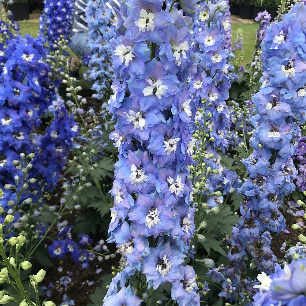 Nemtisor (Delphinium) Sky Blue White Bee, planta perena de gradina, cu flori bleu si centru alb