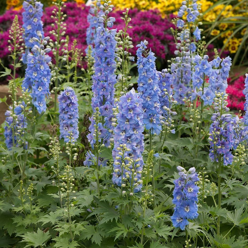 Nemtisor (Delphinium) Sky Blue White Bee, planta perena de gradina, cu flori bleu si centru alb