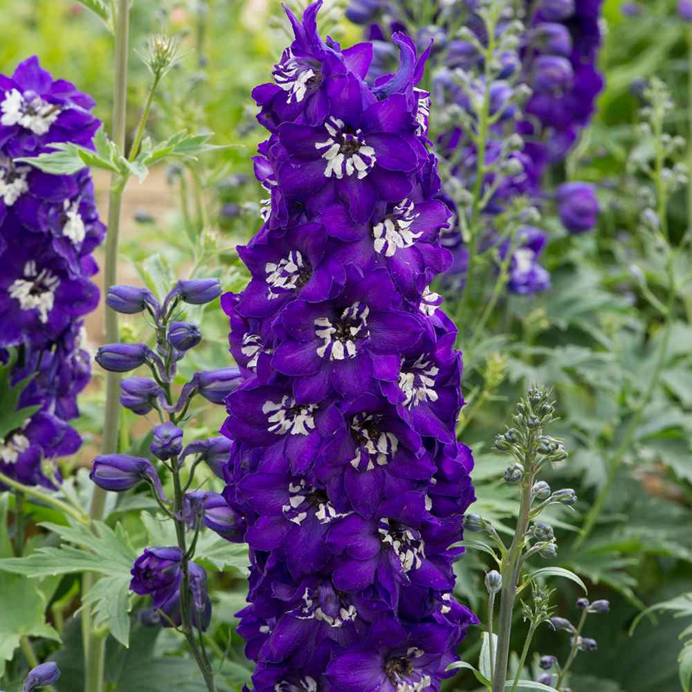 Nemtisor (Delphinium) Magic Fountains Darkblue White bee, planta perena pe tije inalte cu flori albastru inchis, inflorire iunie-iulie, rezistent la -25°C