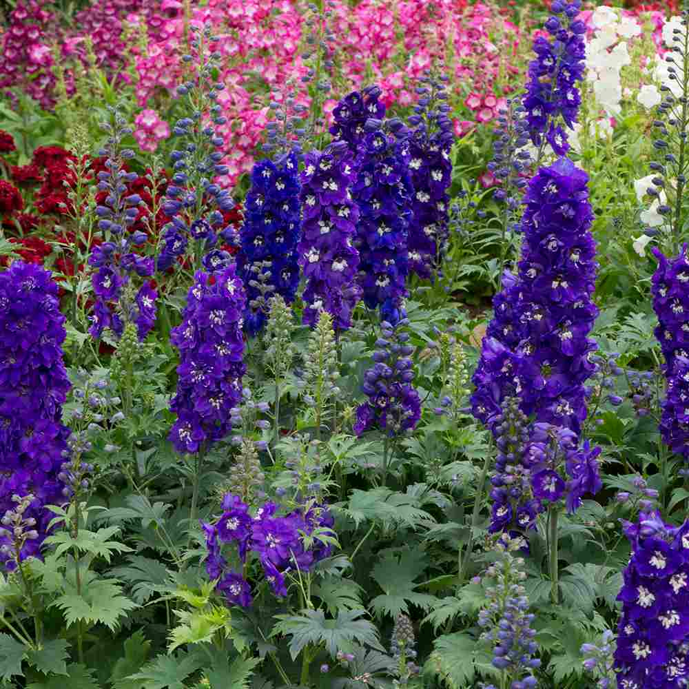 Nemtisor (Delphinium) Magic Fountains Darkblue White bee, planta perena pe tije inalte cu flori albastru inchis, inflorire iunie-iulie, rezistent la -25°C