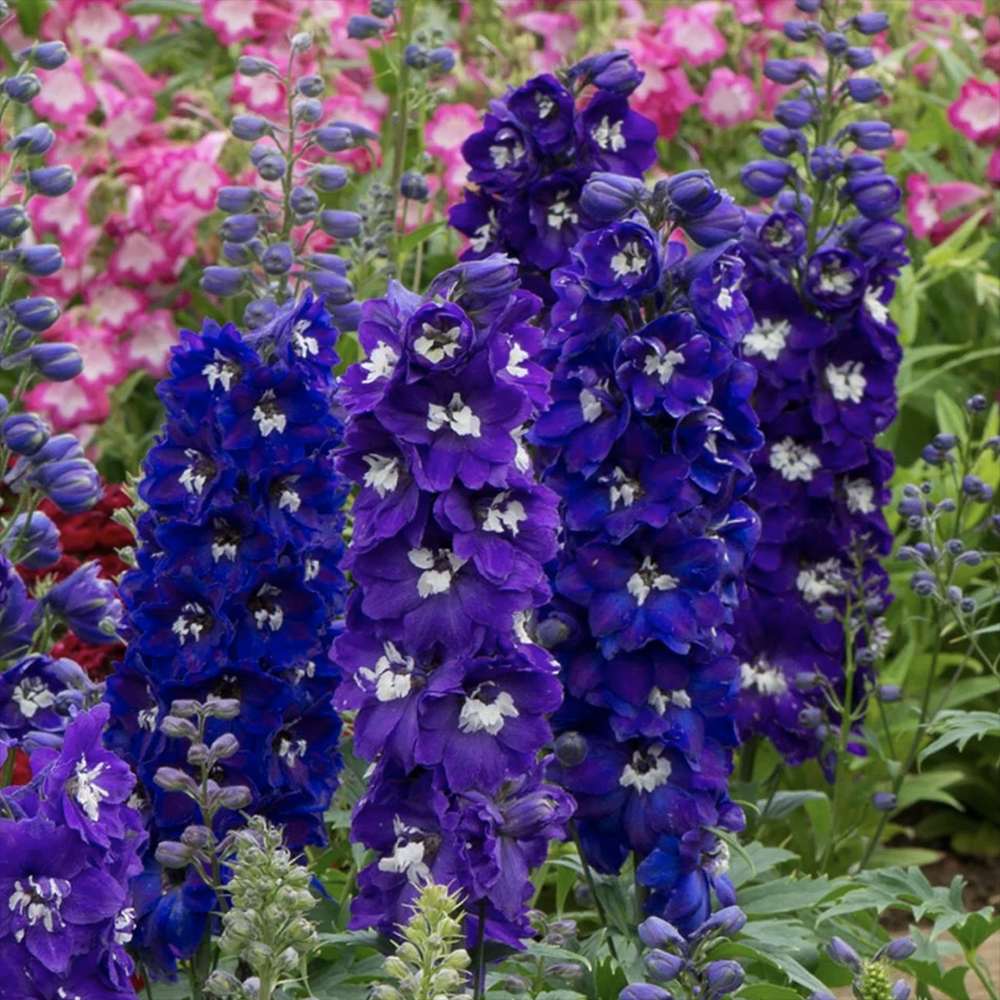 Nemtisor (Delphinium) Magic Fountains Darkblue White bee, planta perena pe tije inalte cu flori albastru inchis, inflorire iunie-iulie, rezistent la -25°C