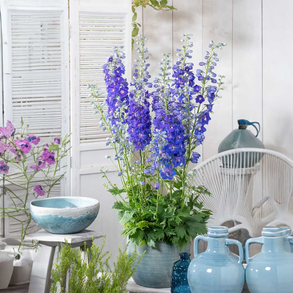 Nemtisor (Delphinium) Dark Blue, delphinium albastru-inchis, perena inalta, pentru gradini insorite, rezistent la ger