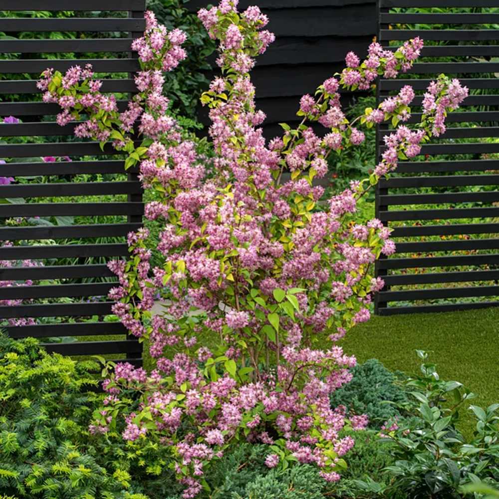 Deutzia Strawberry Fields, cu flori roz intens si parfum placut