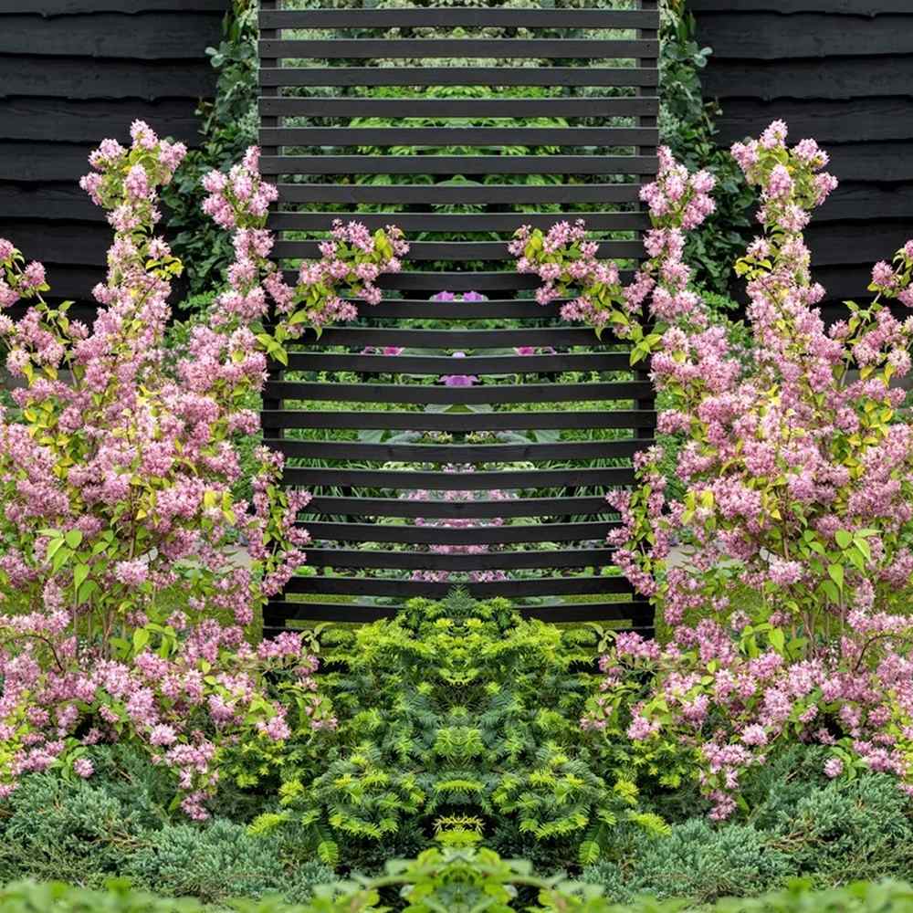 Deutzia Strawberry Fields, cu flori roz intens si parfum placut