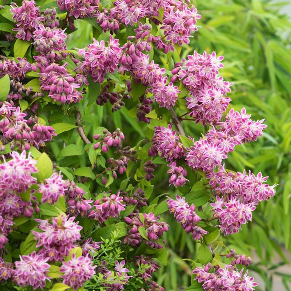 Deutzia Strawberry Fields, cu flori roz intens si parfum placut