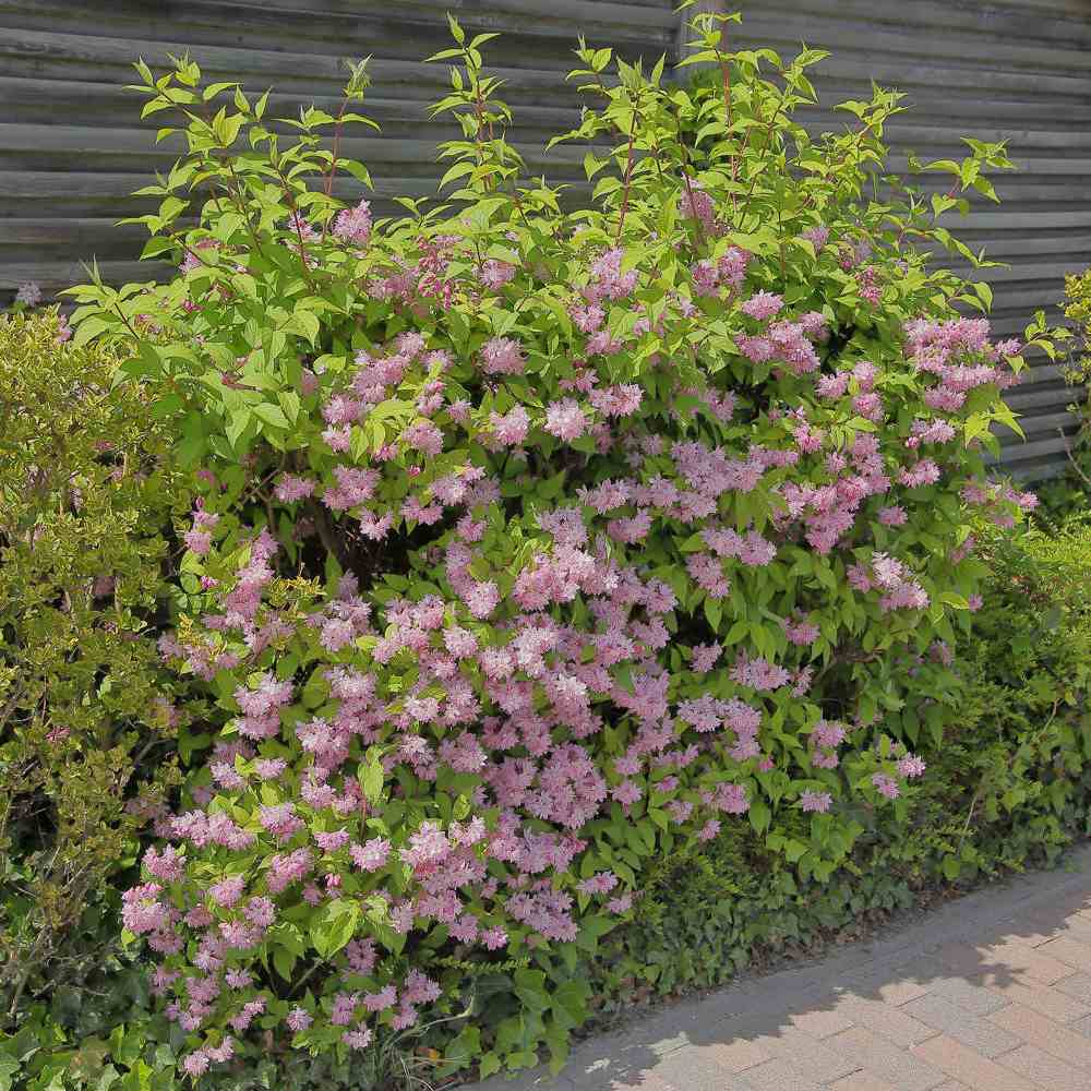 Deutzia Strawberry Fields, cu flori roz intens si parfum placut