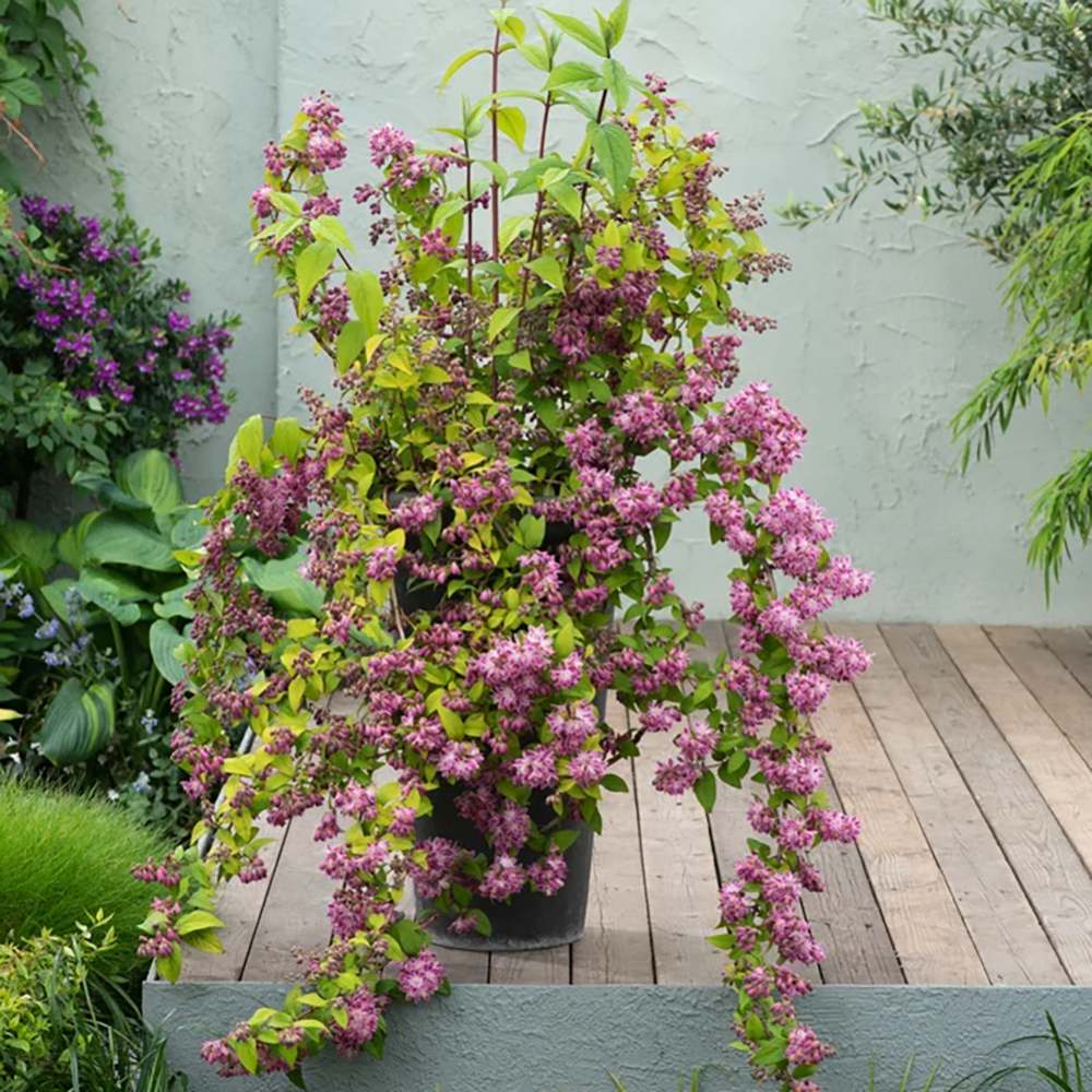 Deutzia Strawberry Fields, cu flori roz intens si parfum placut