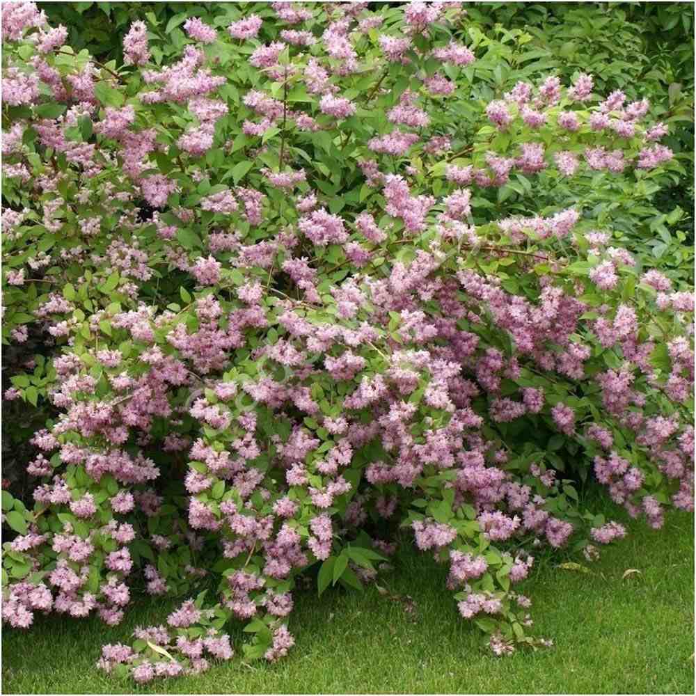 Deutzia Strawberry Fields, cu flori roz intens si parfum placut