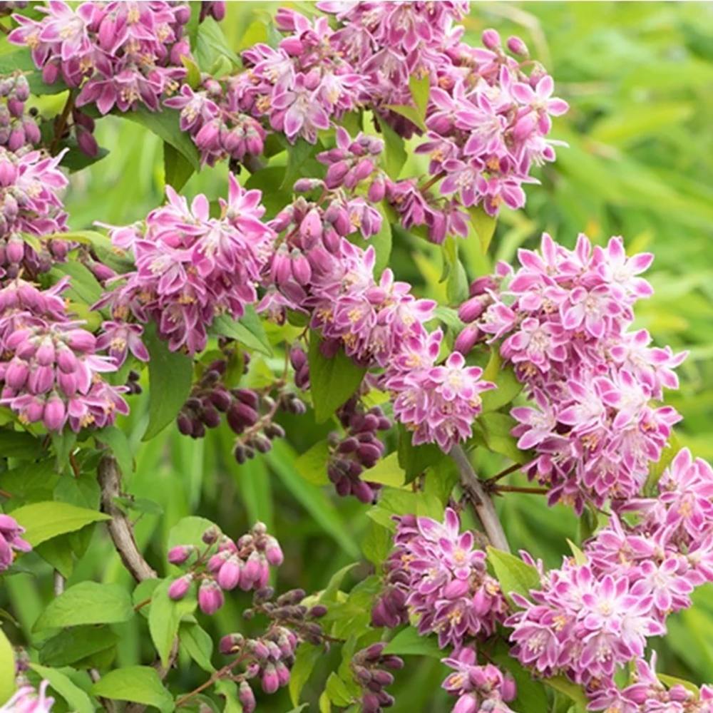 Deutzia Strawberry Fields, cu flori roz intens si parfum placut