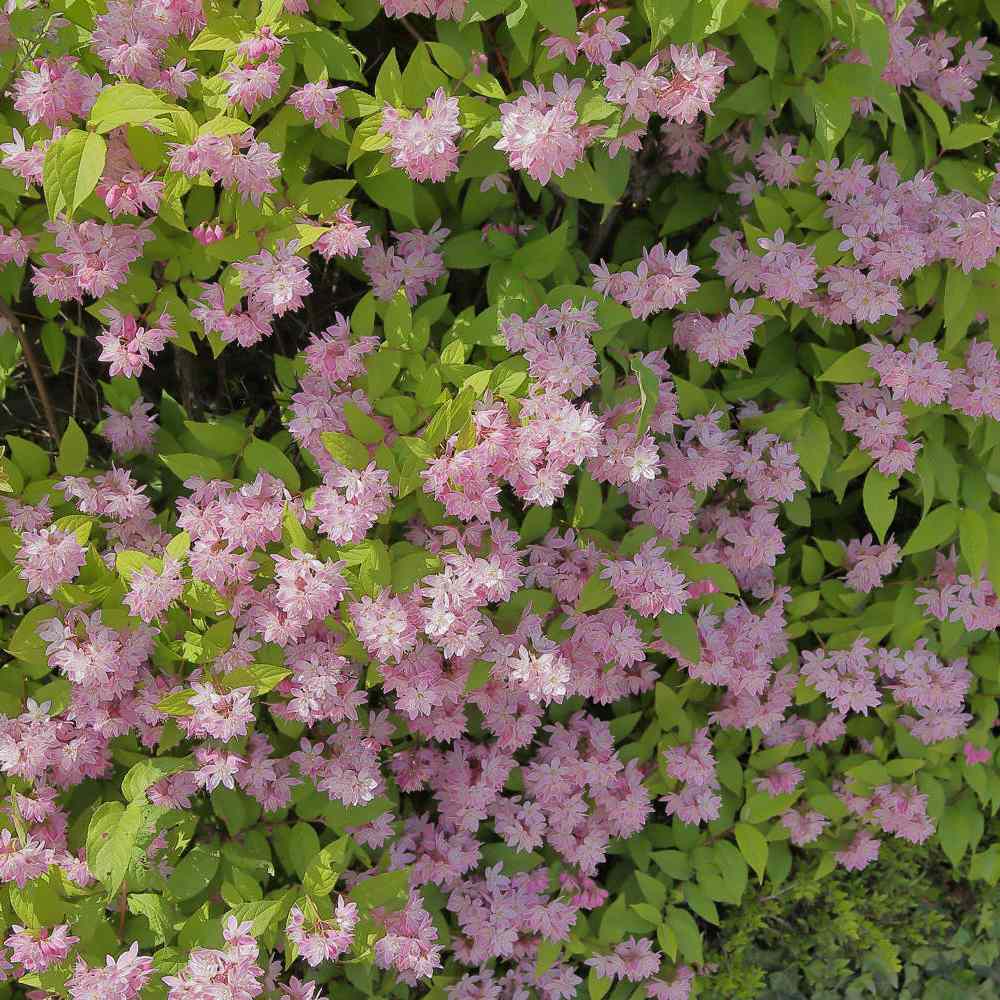 Deutzia Strawberry Fields, cu flori roz intens si parfum placut