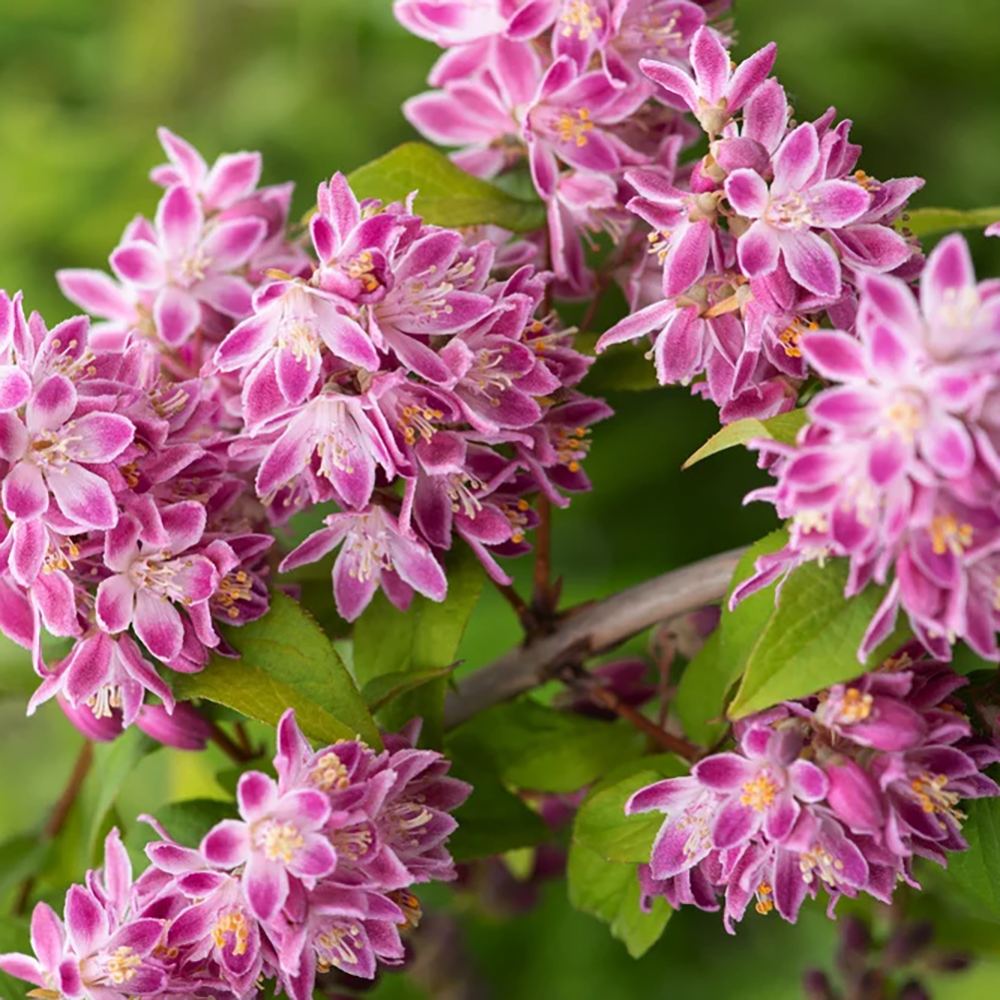 Deutzia Strawberry Fields, cu flori roz intens si parfum placut