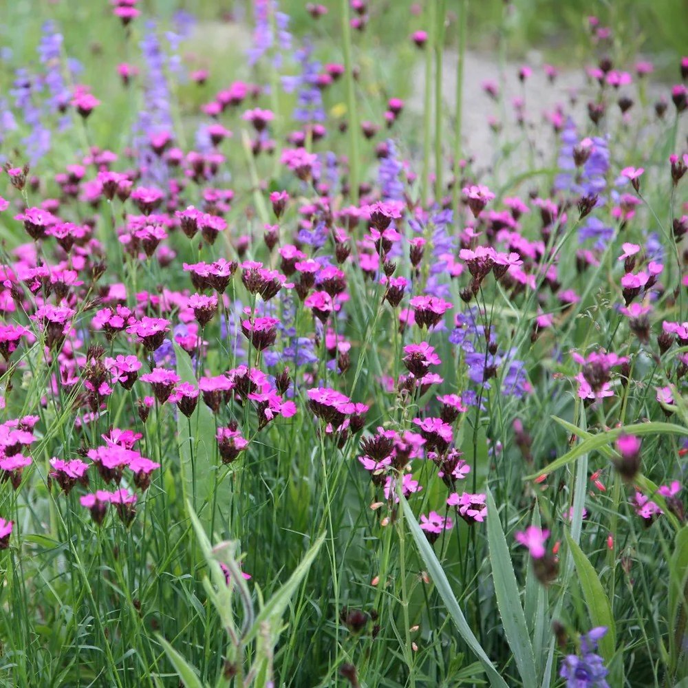 Garofita de camp (Dianthus carthusianorum), planta perena cu flori roz-purpurii pentru borduri si gradini naturaliste