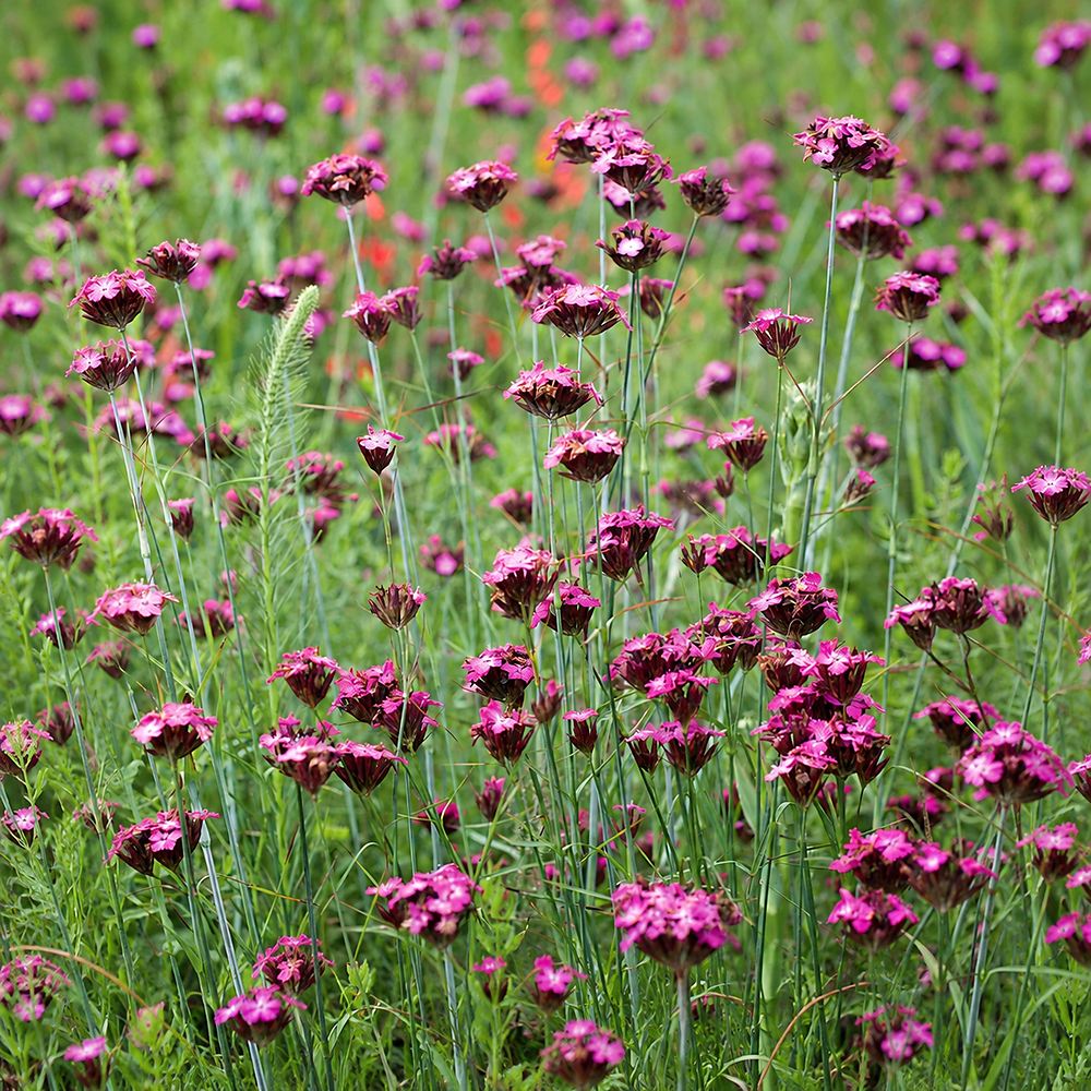 Garofita de camp (Dianthus carthusianorum), planta perena cu flori roz-purpurii pentru borduri si gradini naturaliste
