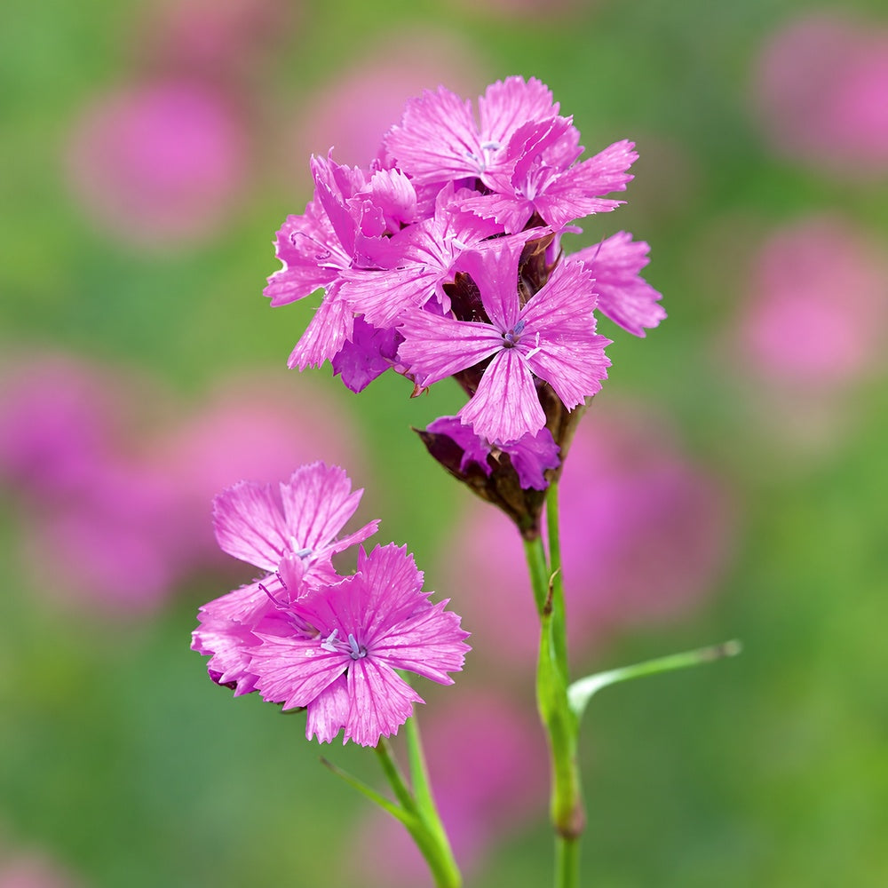 Garofita de camp (Dianthus carthusianorum), planta perena cu flori roz-purpurii pentru borduri si gradini naturaliste