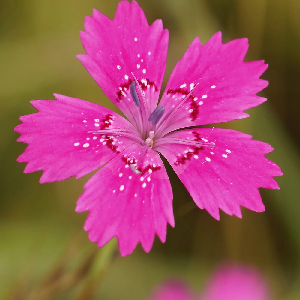 Garofita de gradina (Dianthus deltoides) Rosea, planta perena cu flori roz pentru borduri si stancarii