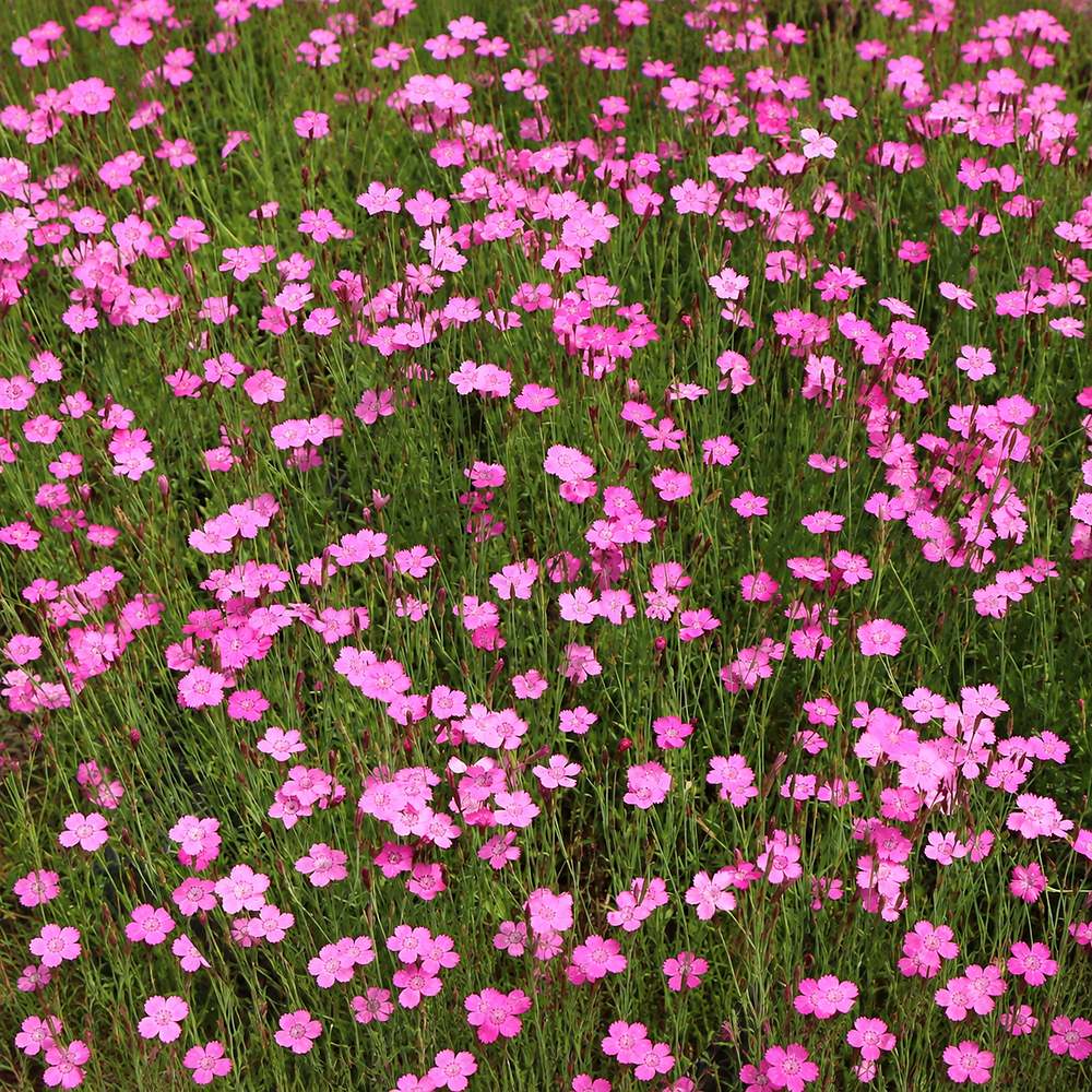 Garofita de gradina (Dianthus deltoides) Rosea, planta perena cu flori roz pentru borduri si stancarii