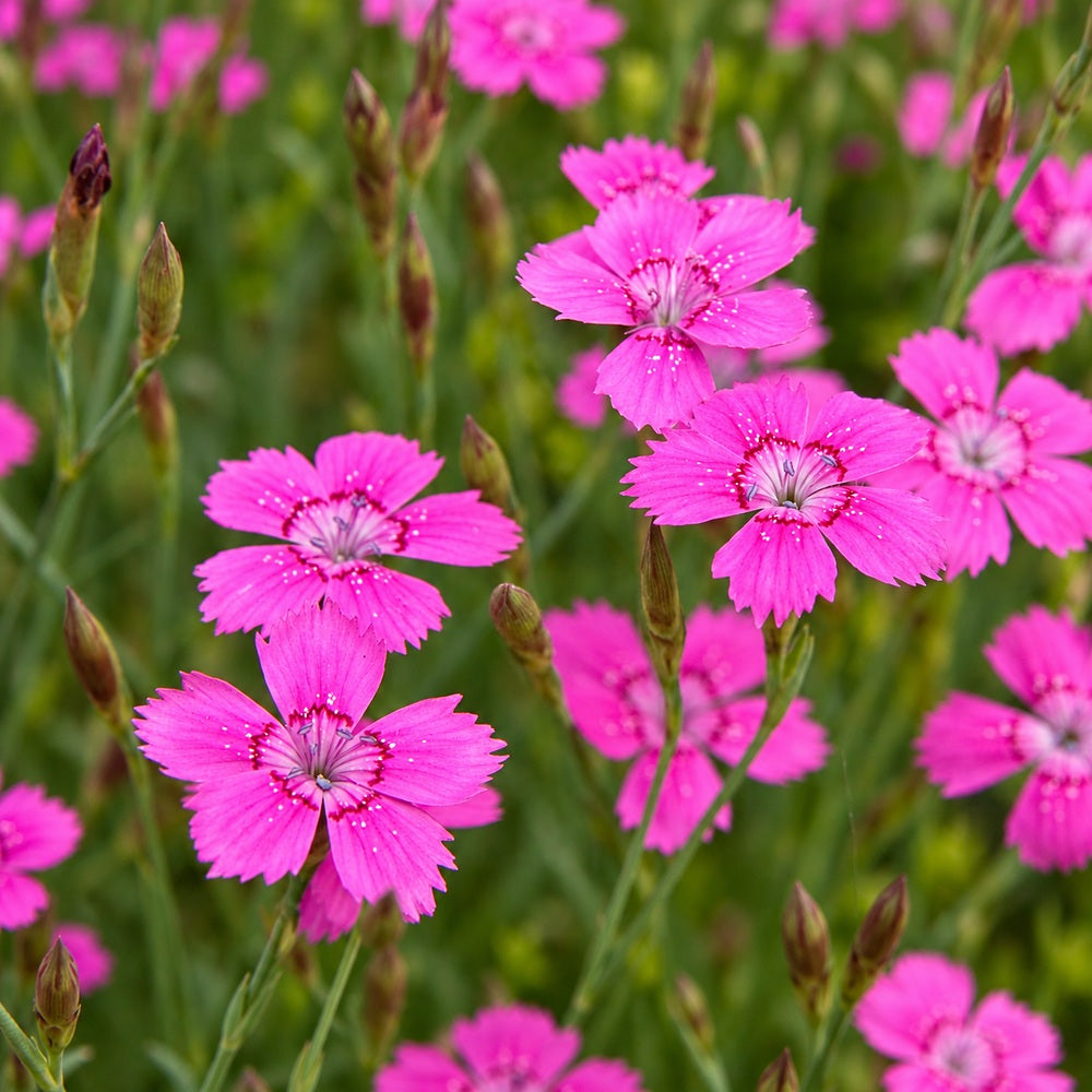 Garofita de gradina (Dianthus deltoides) Rosea, planta perena cu flori roz pentru borduri si stancarii