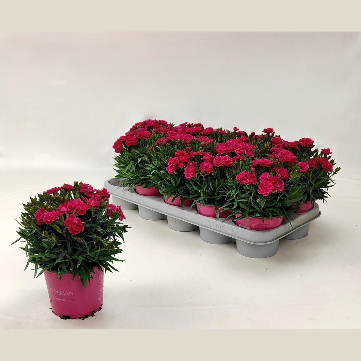 Garofita (Dianthus) Peman Fancy, perena cu flori parfumate roz Intens