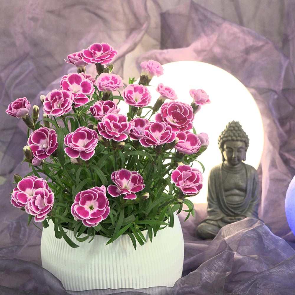 Garofita Bicolora Aura, perena parfumata, flori roz-alb, inflorire indelungata