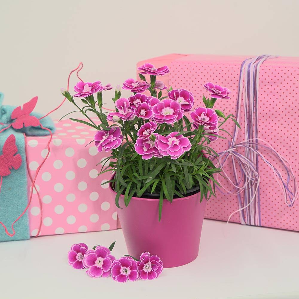 Garofita Bicolora Aura, perena parfumata, flori roz-alb, inflorire indelungata