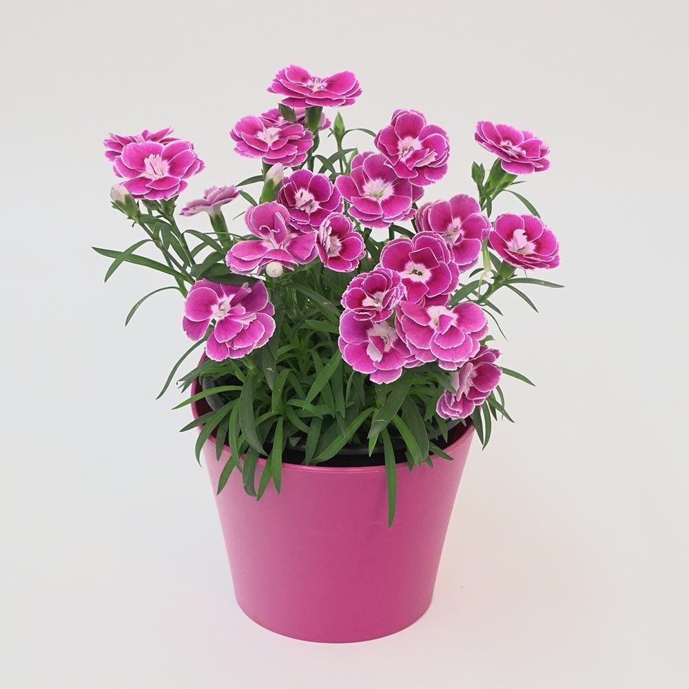 Garofita Bicolora Aura, perena parfumata, flori roz-alb, inflorire indelungata