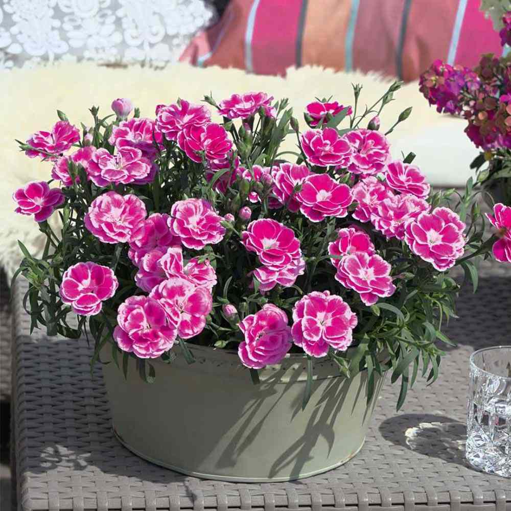 Garofita Bicolora Aura, perena parfumata, flori roz-alb, inflorire indelungata