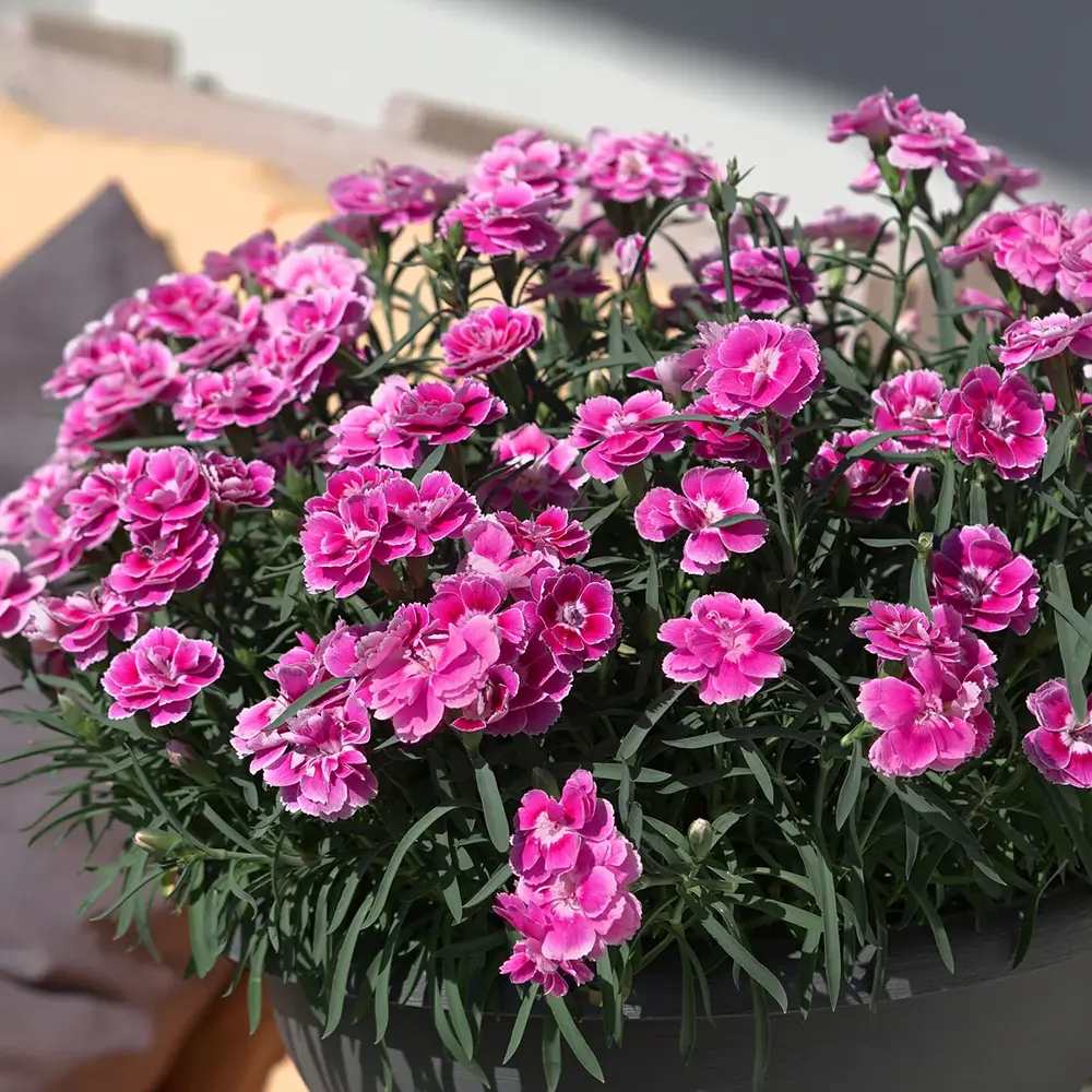 Garofita Bicolora Aura, perena parfumata, flori roz-alb, inflorire indelungata