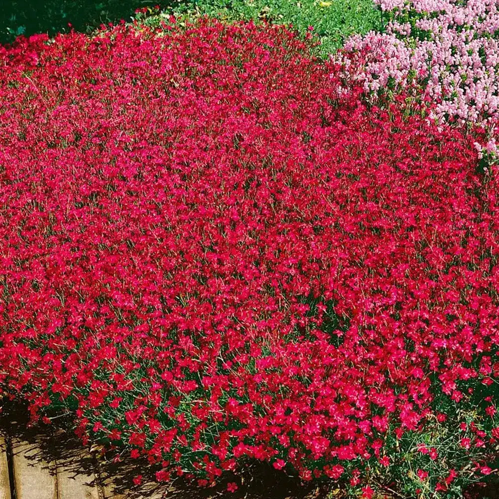 Garofita (Dianthus deltoides) Brilliant, garofita perena, flori rosii, inflorire bogata, rezistenta la seceta