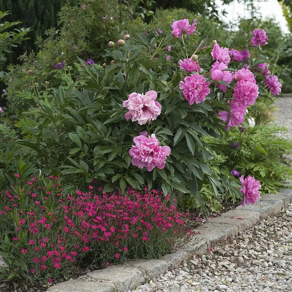 Garofita (Dianthus deltoides) Brilliant, garofita perena, flori rosii, inflorire bogata, rezistenta la seceta
