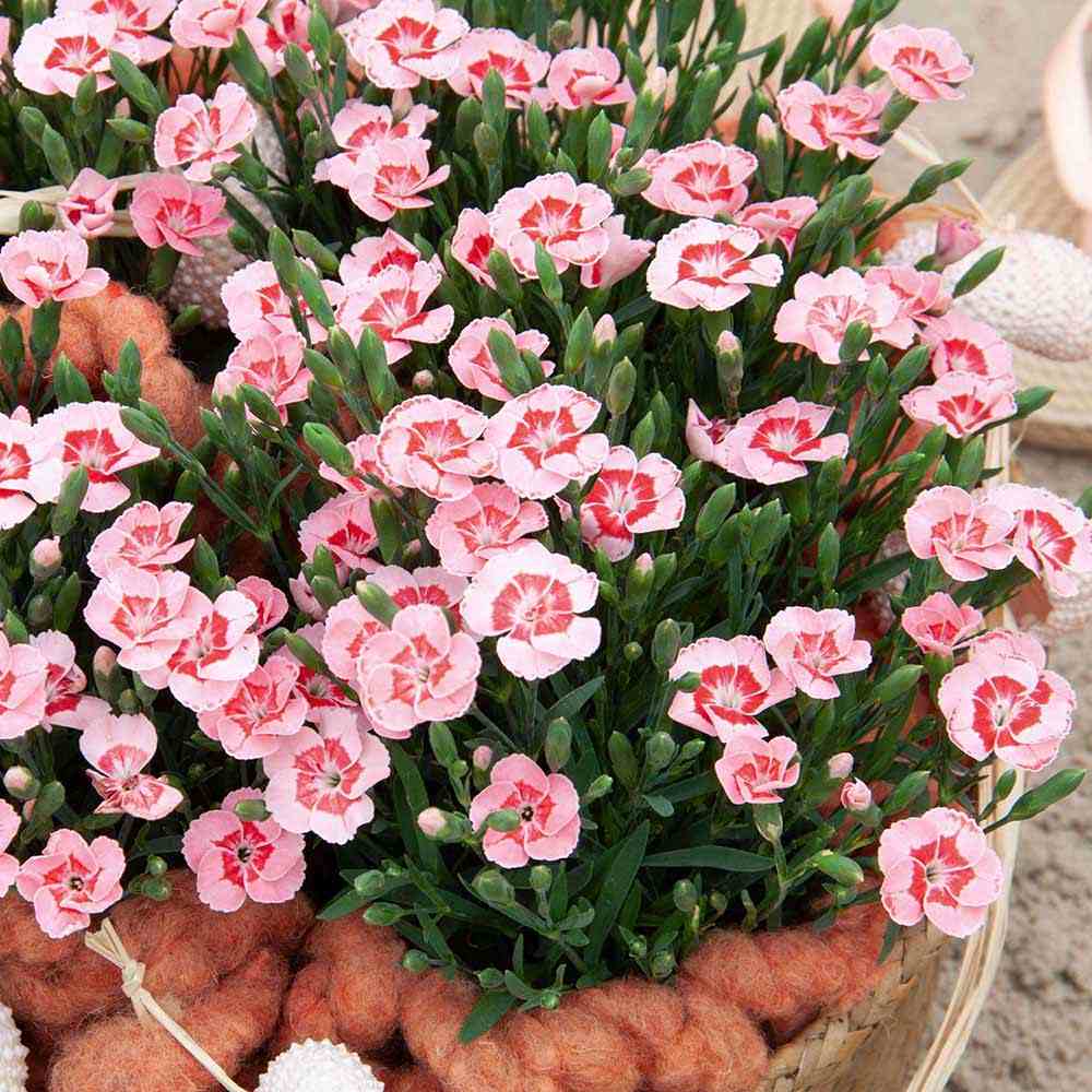 Garofita (Dianthus) Peach Party, perena parfumata cu flori roz-piersica si inflorire indelungata