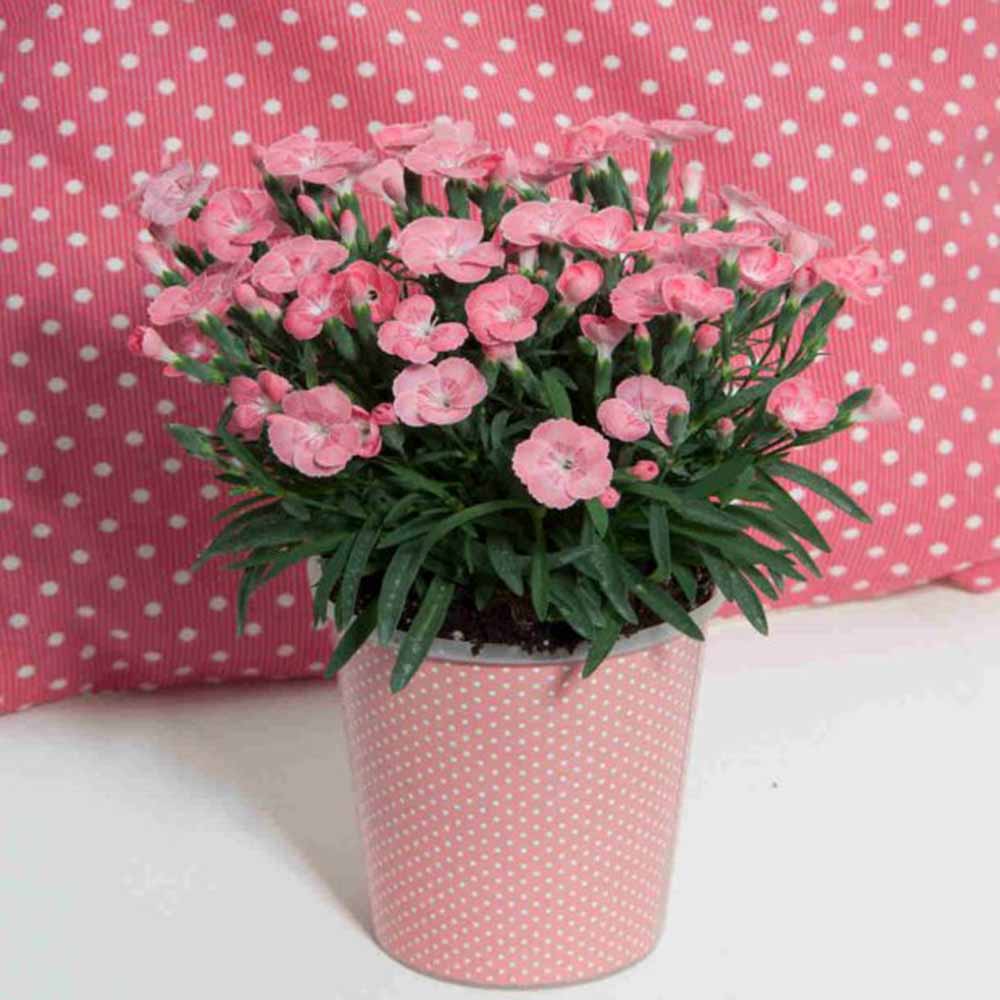 Garofita (Dianthus) Peach Party, perena parfumata cu flori roz-piersica si inflorire indelungata