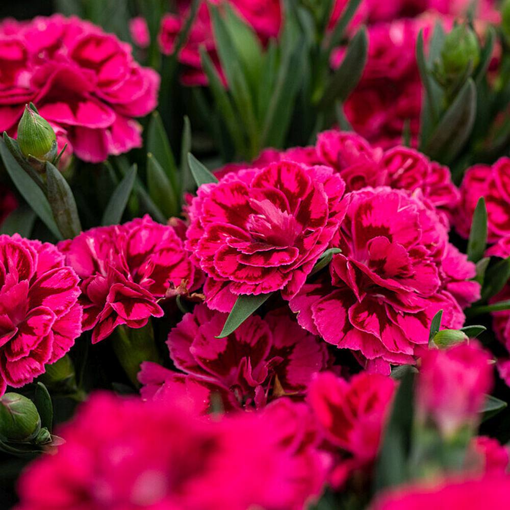 Garofita (Dianthus) Purple Wings, perena cu flori rosu-magenta parfumate, compacta, rezistenta la ger, pentru soare