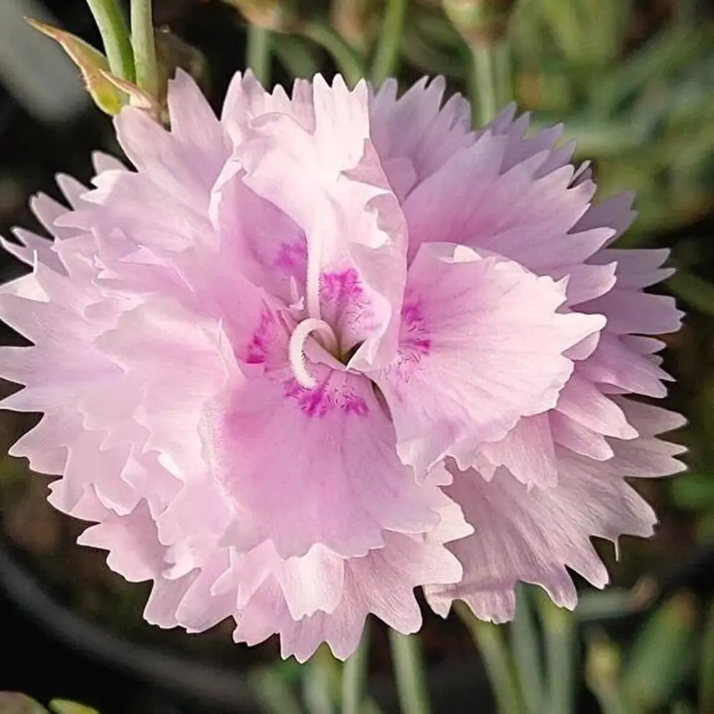 Garofita (Dianthus Plumarius) Rachel, planta perena parfumata cu flori roz-pal duble, rezistenta frig