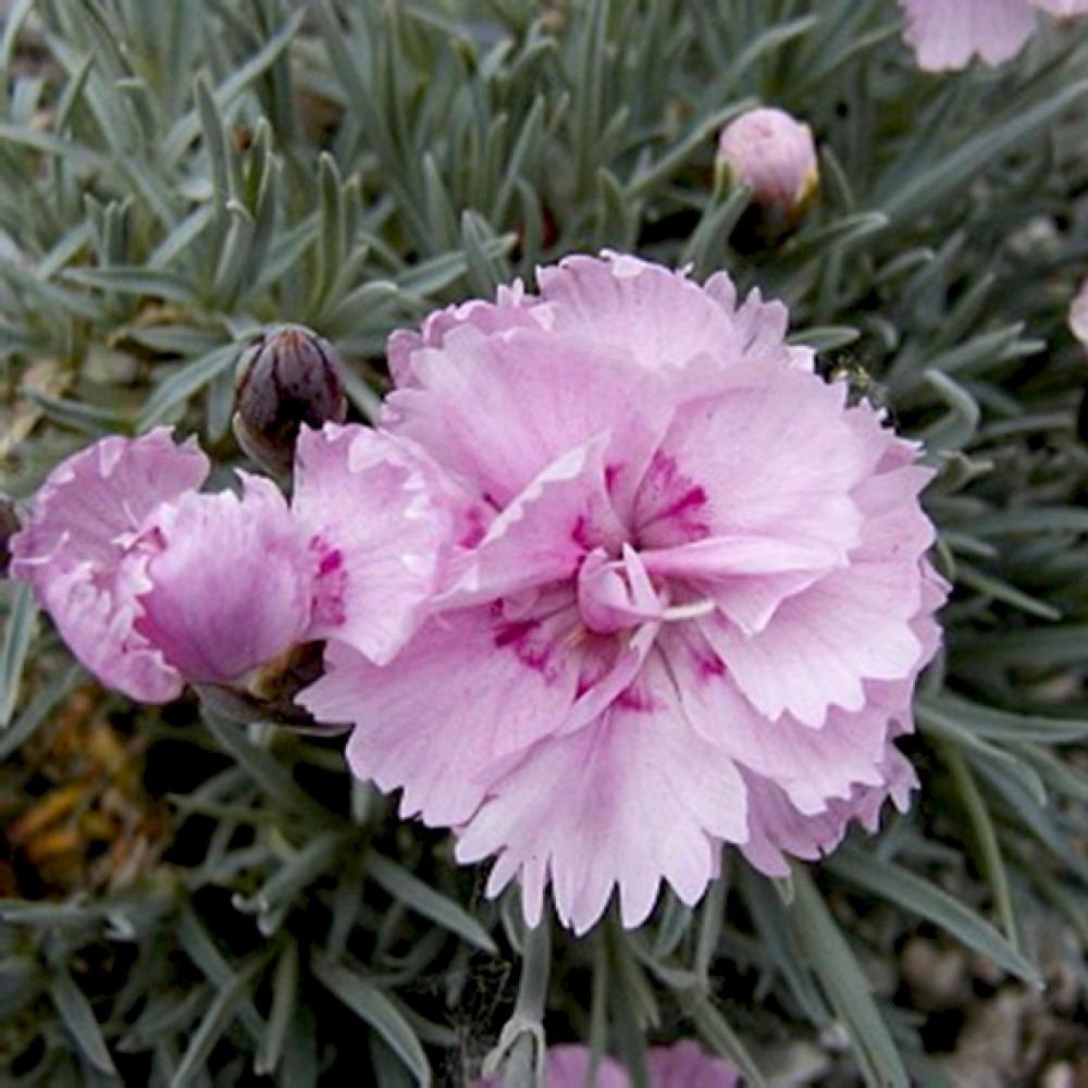 Garofita (Dianthus Plumarius) Rachel, planta perena parfumata cu flori roz-pal duble, rezistenta frig