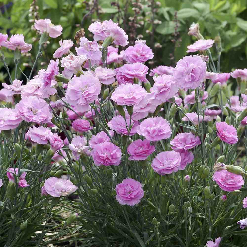 Garofita (Dianthus Plumarius) Rachel, planta perena parfumata cu flori roz-pal duble, rezistenta frig