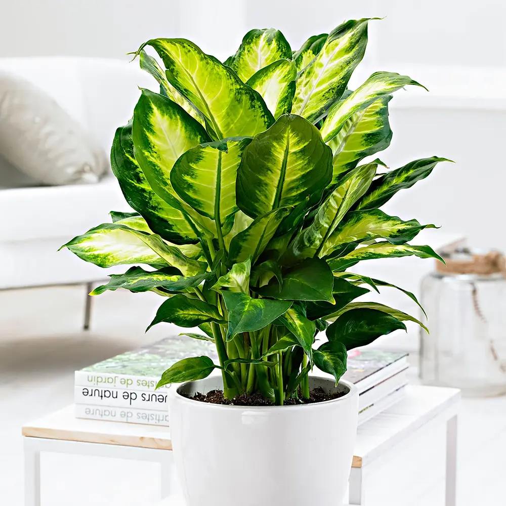 Dieffenbachia Camilla, 50 cm, planta de interior decorativa cu frunze alb-verde, usor de ingrijit