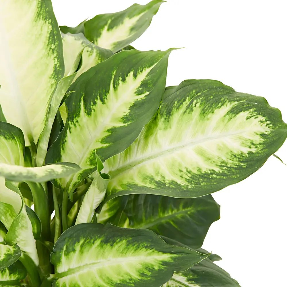 Dieffenbachia Camilla, 50 cm, planta de interior decorativa cu frunze alb-verde, usor de ingrijit