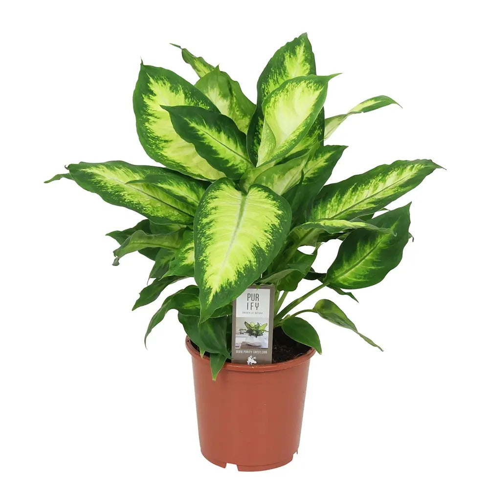 Dieffenbachia Camilla, 50 cm, planta de interior decorativa cu frunze alb-verde, usor de ingrijit