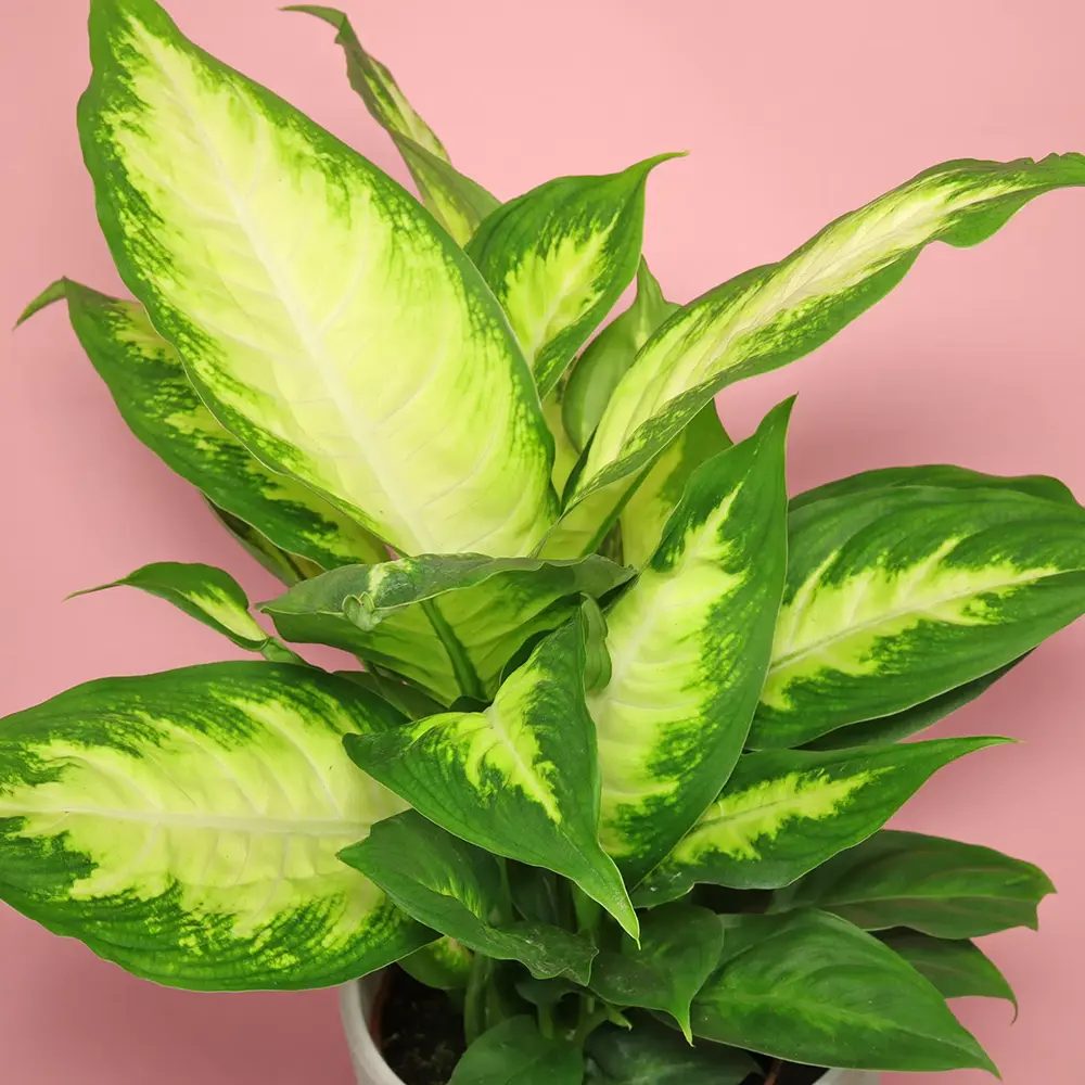 Dieffenbachia Camilla, 50 cm, planta de interior decorativa cu frunze alb-verde, usor de ingrijit