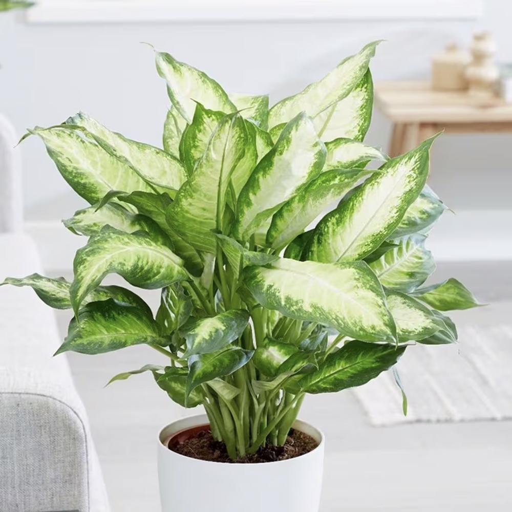 Dieffenbachia Camilla, 50 cm, planta de interior decorativa cu frunze alb-verde, usor de ingrijit