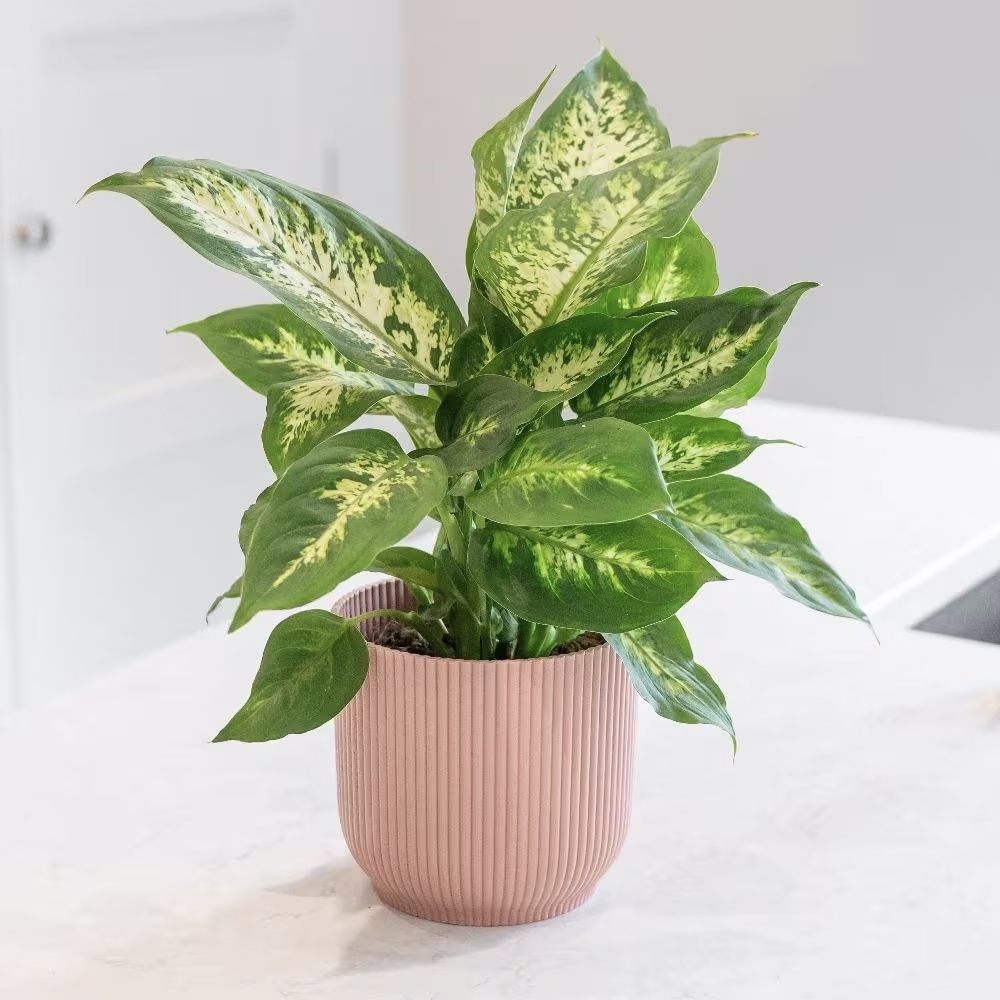 Dieffenbachia Camilla, 50 cm, planta de interior decorativa cu frunze alb-verde, usor de ingrijit