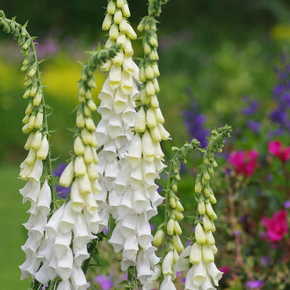 Manusa de Vulpe (Digitalis) Alba, tije florale albe inalte, iubitoare de soare