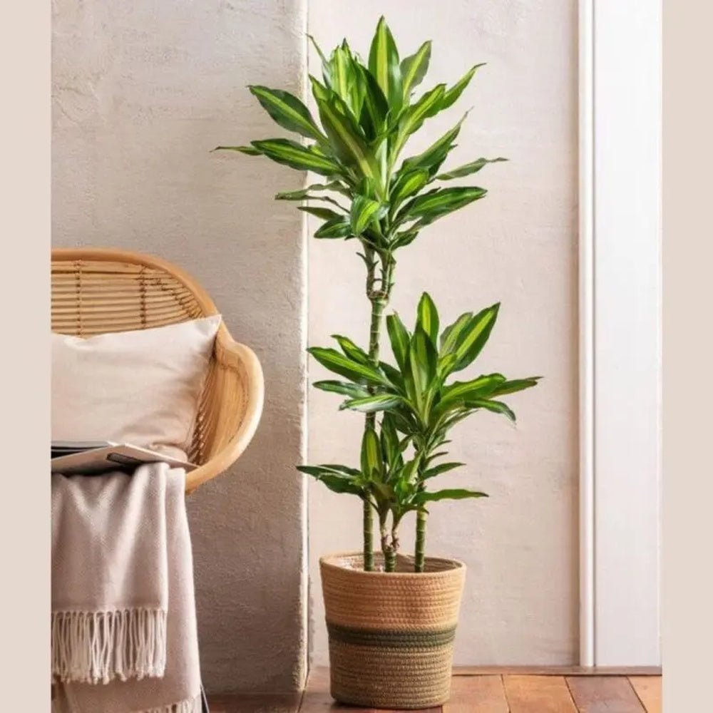 Trunchiul Fericirii (Dracena) Cintho, 70 cm, planta tropicala de interior, cu frunze verzi si lime