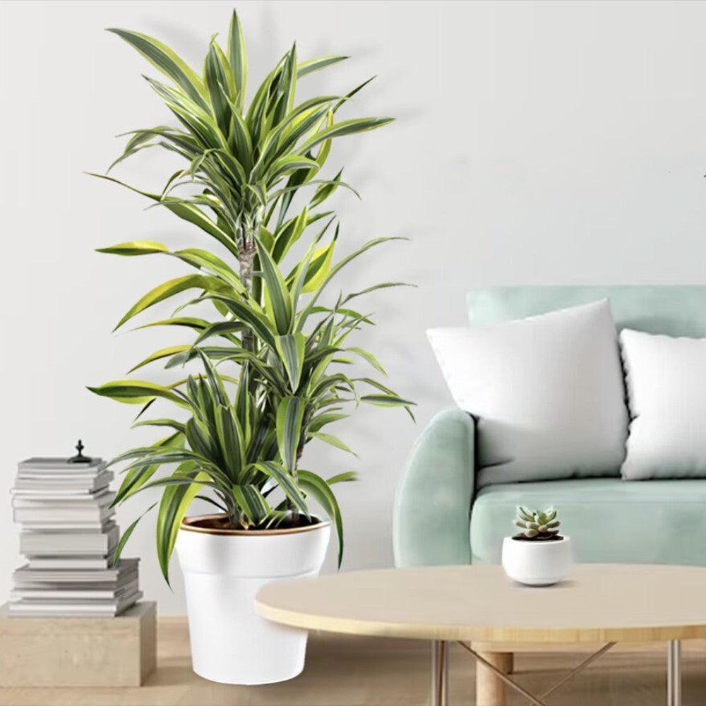Trunchiul Fericirii (Dracena) Lemon Lime, 170 cm, 8 Tulpini, planta de apartament decorativa cu frunze verzi galbene
