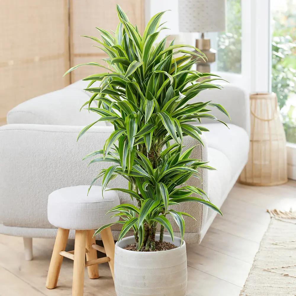 Trunchiul Fericirii (Dracena) Lemon Lime, 170 cm, 8 Tulpini, planta de apartament decorativa cu frunze verzi galbene