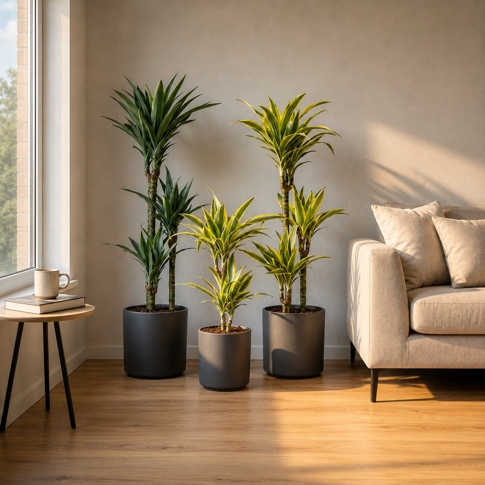Trunchiul Fericirii (Dracena) Lemon Lime, 65 cm, 2 Tulpini, planta de apartament decorativa cu frunze verzi galbene